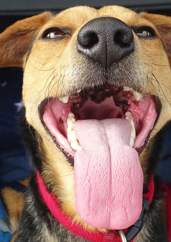 Собака с открытым ртом
