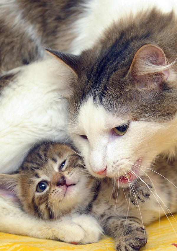 Почему котята шипят. Котята с мамой. Маленькие котята с мамой. Мама кошка и котенок. Котята фото.