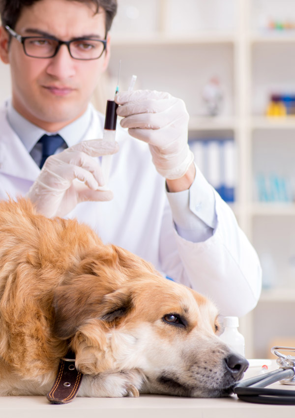 Анализ крови у собаки