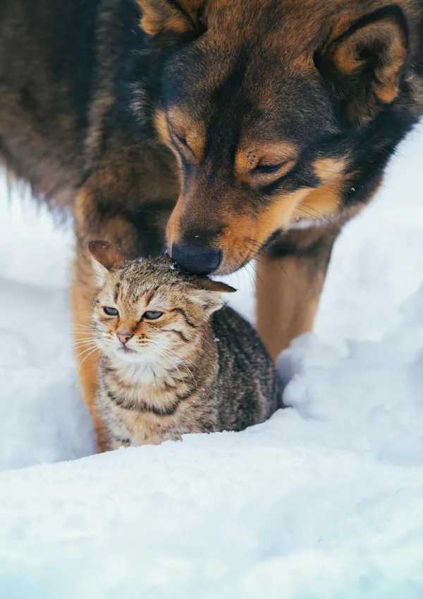 Кошка и собака
