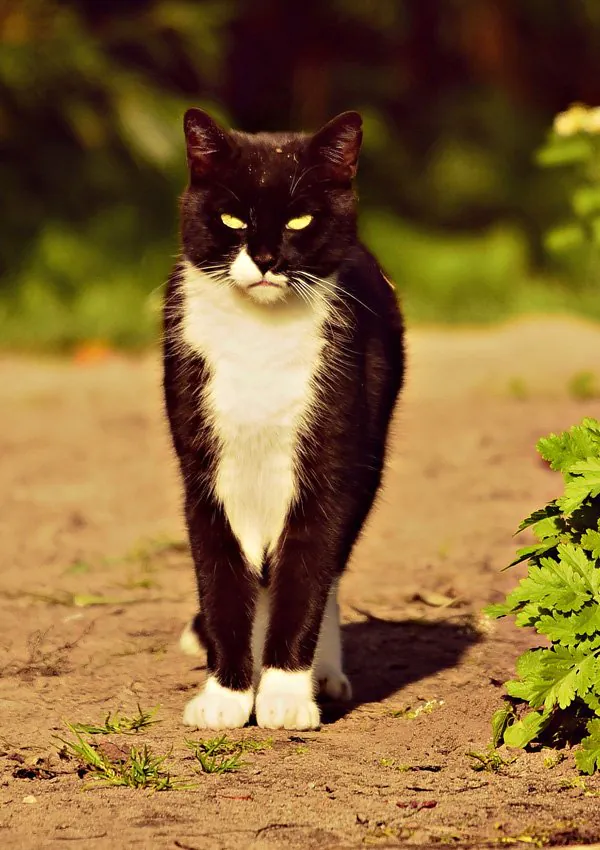 Черно-белая кошка
