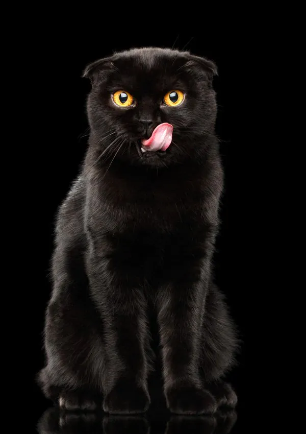 Черная шотландская вислоухая кошка
