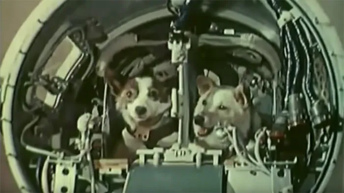 Первые собаки в космосе - Белка и Стрелка