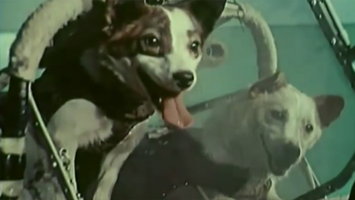 Первые собаки в космосе - Белка и Стрелка