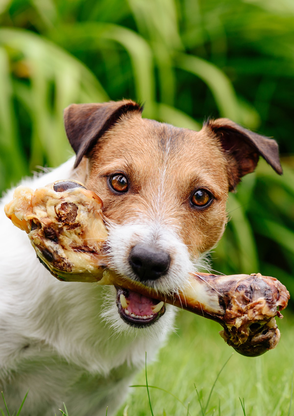 Можно ли давать говяжьи кости собакам?