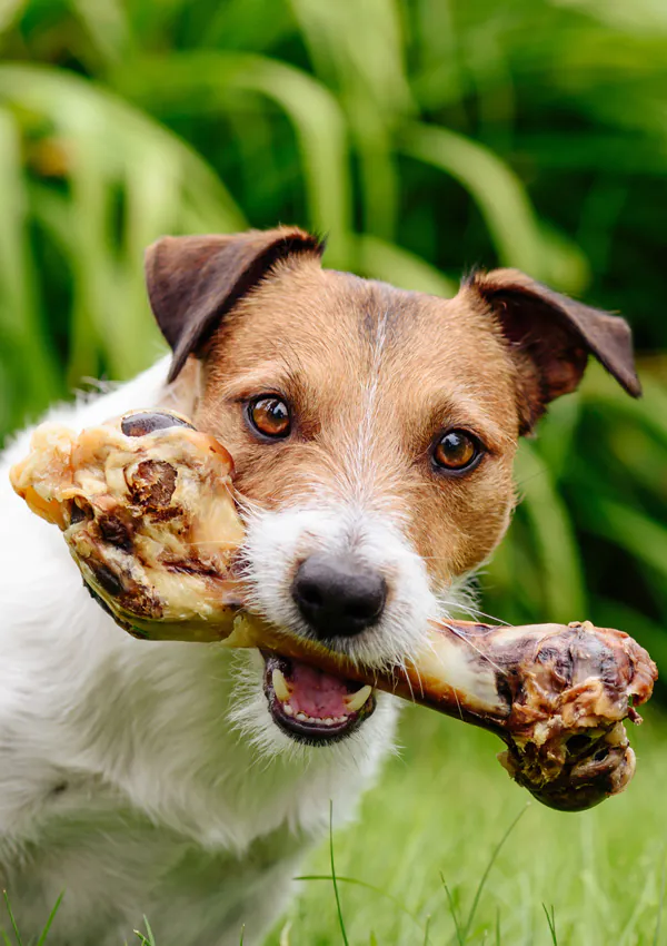 Статья: Нужны ли кости собаке?