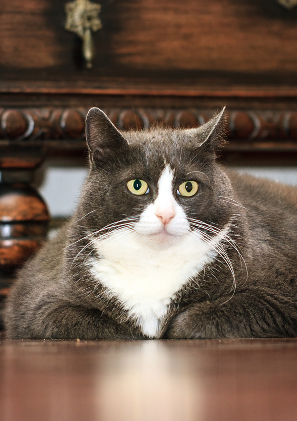 Ожирение, лишний вес у кота