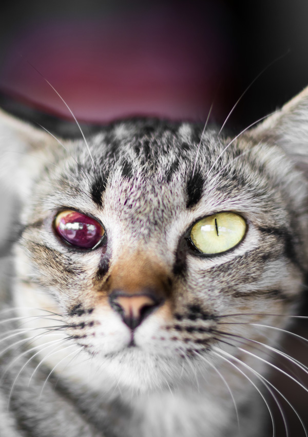 У кошки красный глаз