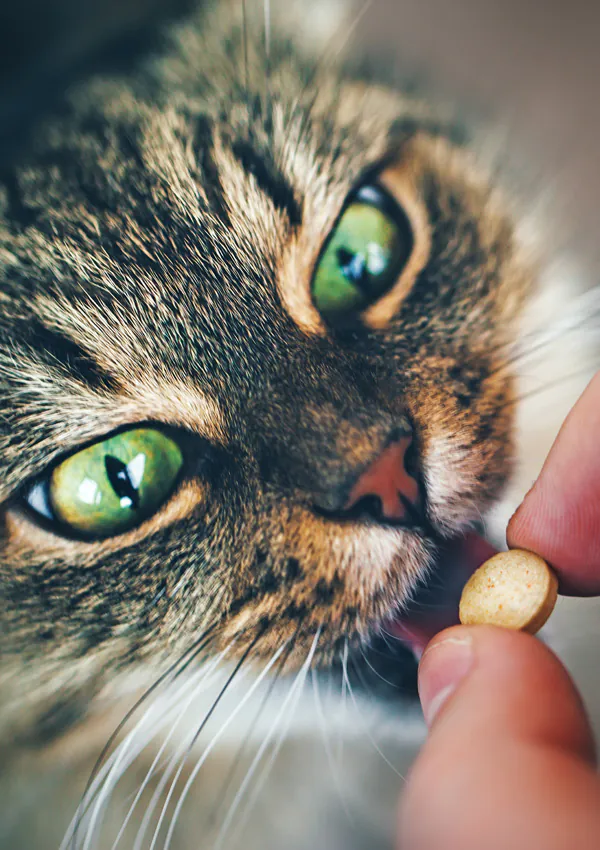 Дать кошке таблетку