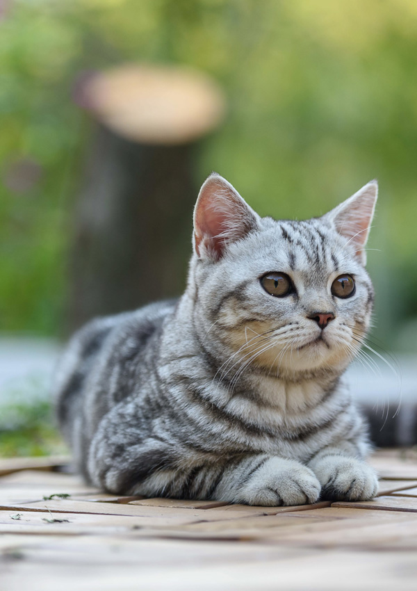 Серебристый шотландский прямоухий табби кот