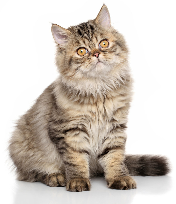 Персидская кошка табби