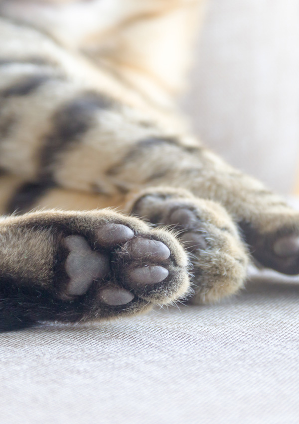 Сколько пальцев у кошек на передних и задних лапах?