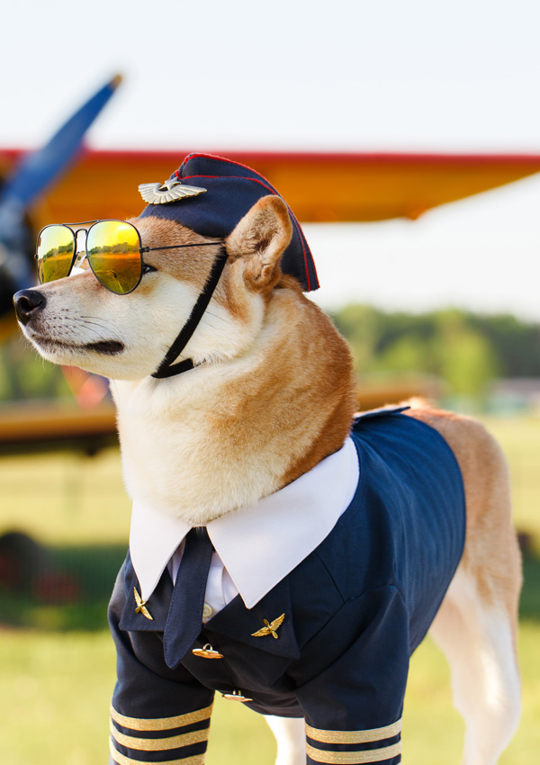 Собака и самолет