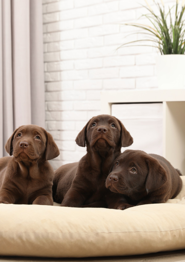 Три щенка лабрадора ретривера шоколадного (коричневого) окраса