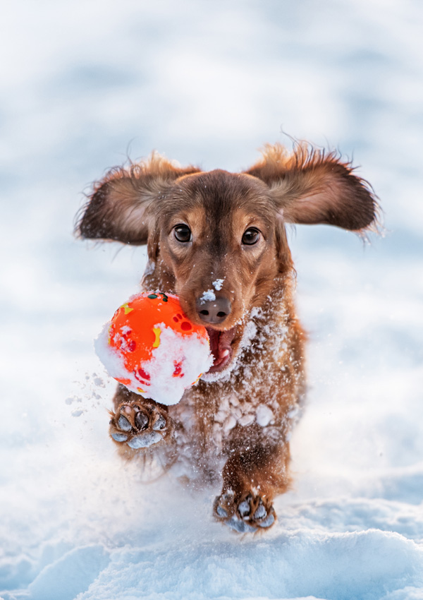 Собака породы такса бежит по снегу
