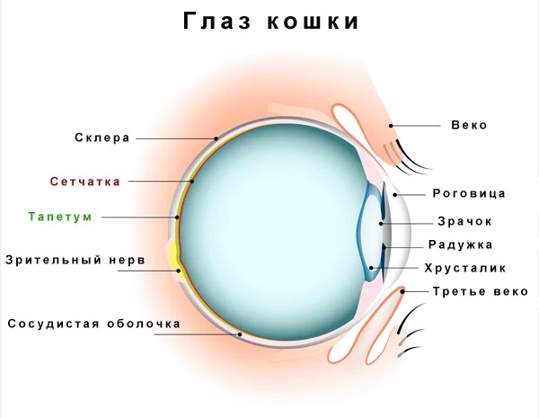 Анатомия глаза кошки
