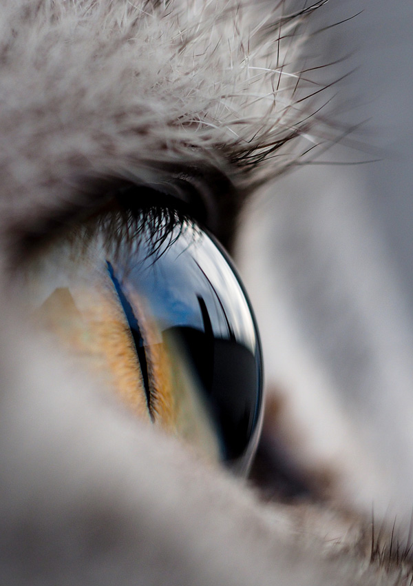 Глаз кошки