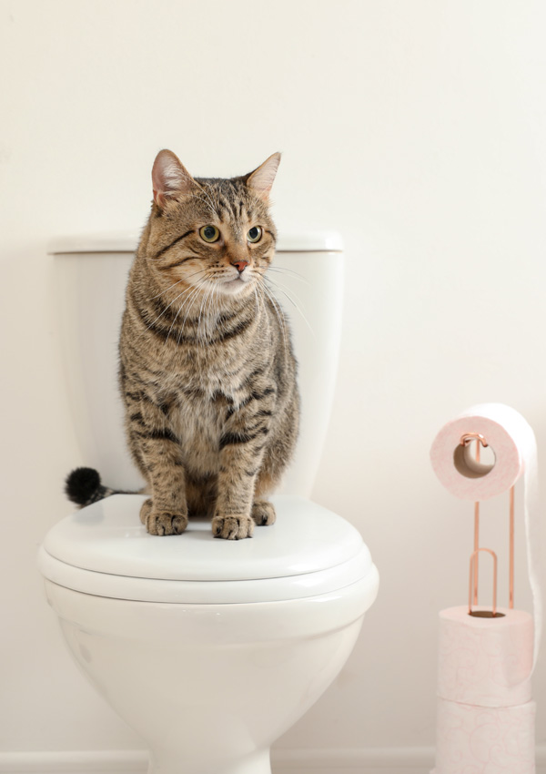 Кошка в туалете