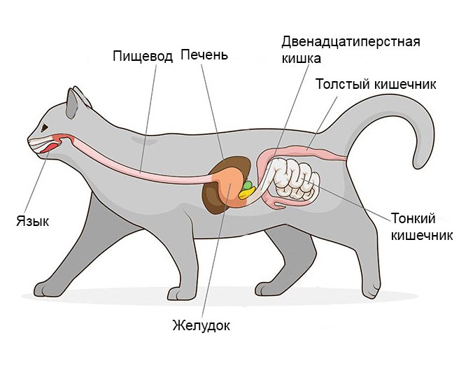 Вазелиновое масло при запоре у кошек