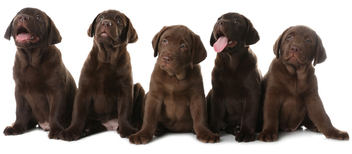 Пять щенков лабрадора шоколадного (коричневого) окраса