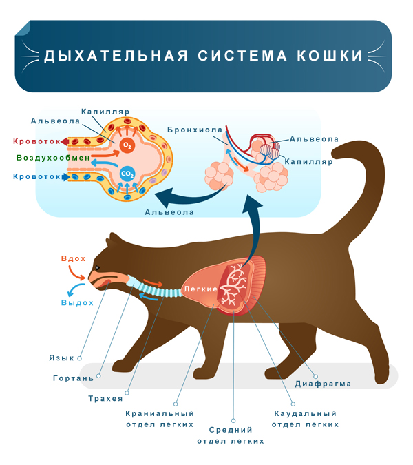 Дыхательная система кошки или кота