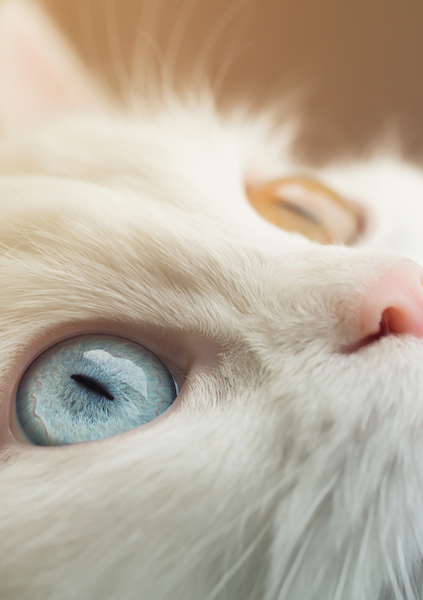 Гетерохромия, разный цвет глаз у кошки