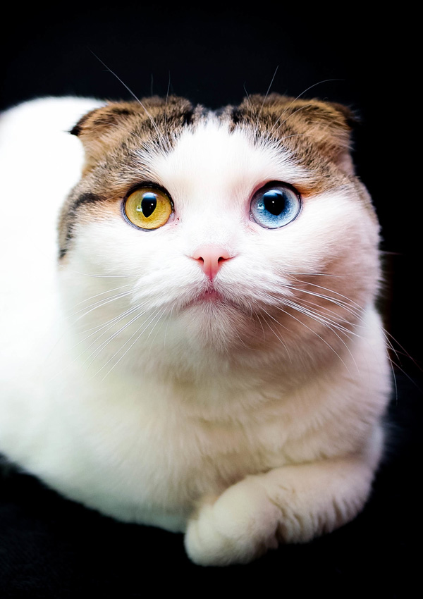 Гетерохромия, разный цвет глаз у кота
