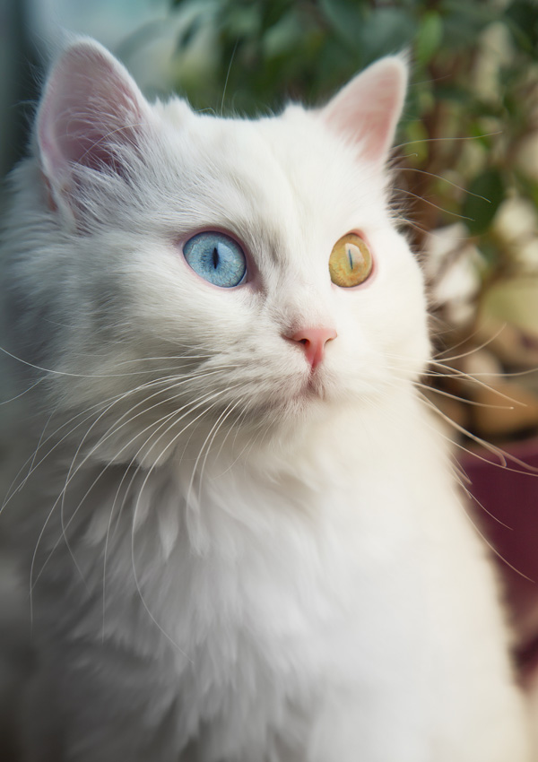 Гетерохромия, разный цвет глаз у кошек