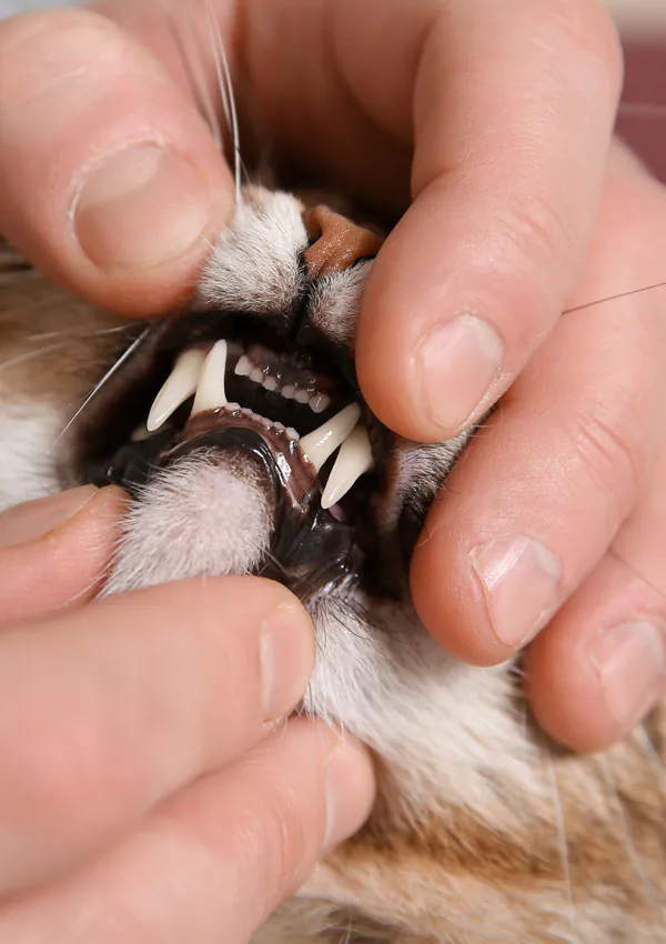 Зубы у кота