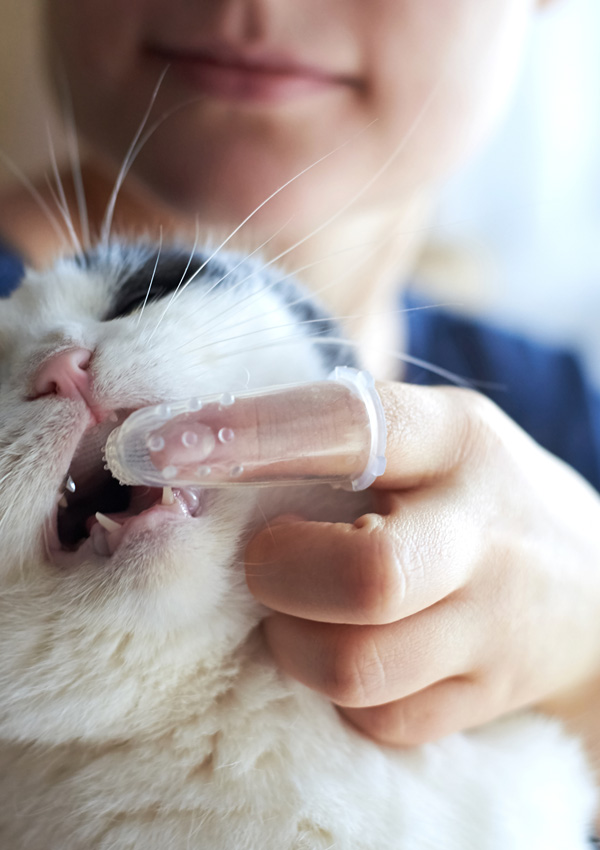 Чистка зубов у кошки
