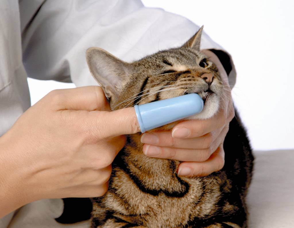 Почему у кошки неприятно пахнет изо рта