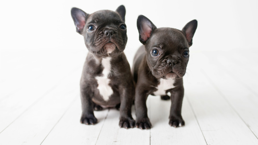 Щенки маленьких собак породы французский бульдог
