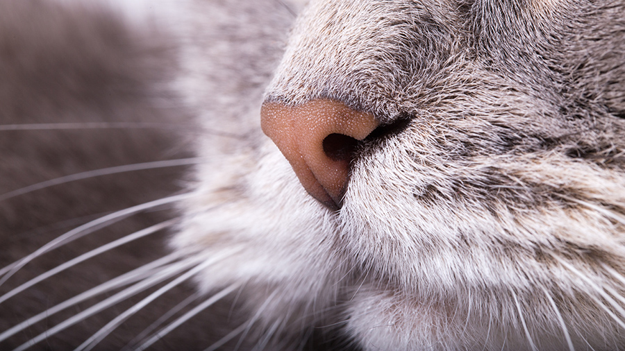 Нос кошки, кошка дышит, обоняние