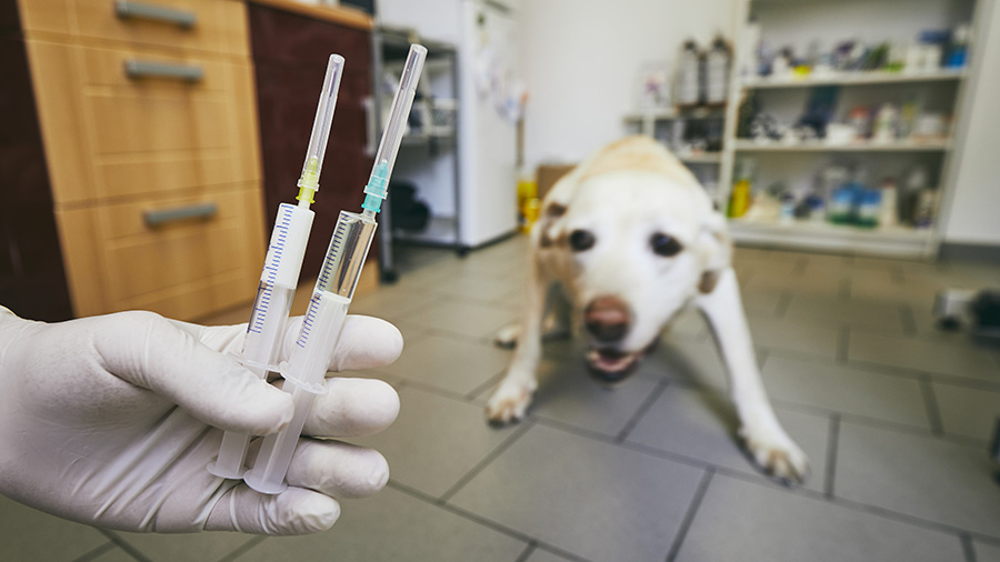 Собака, укол, прививка, вакцина