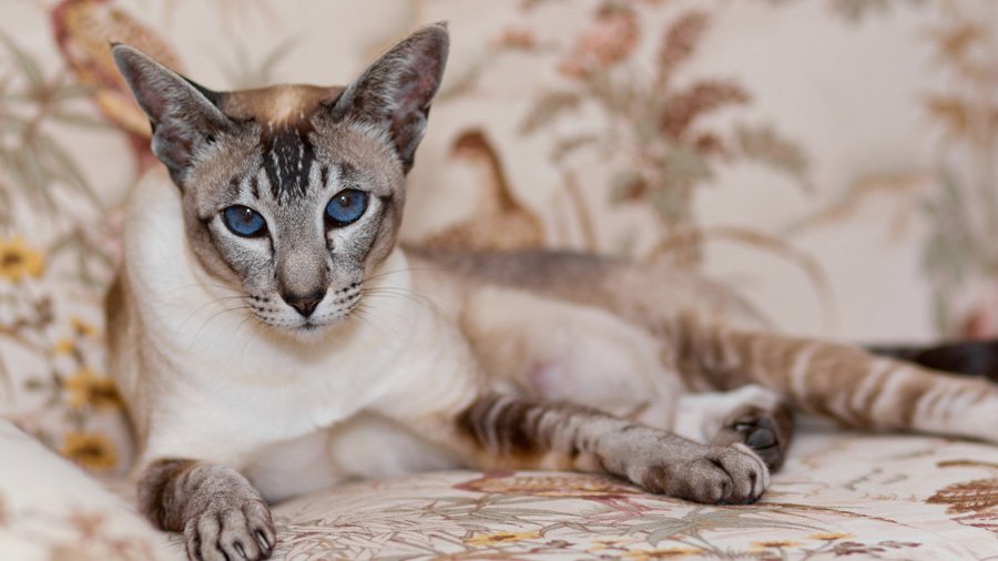 Чем отличаются тайские кошки от сиамских фото и описание