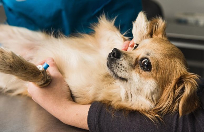 Собака на приеме у ветеринарного врача