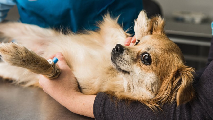 Собака на приеме у ветеринарного врача
