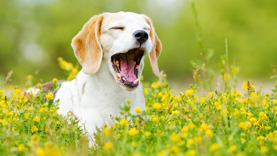 Что делать если собака чихает