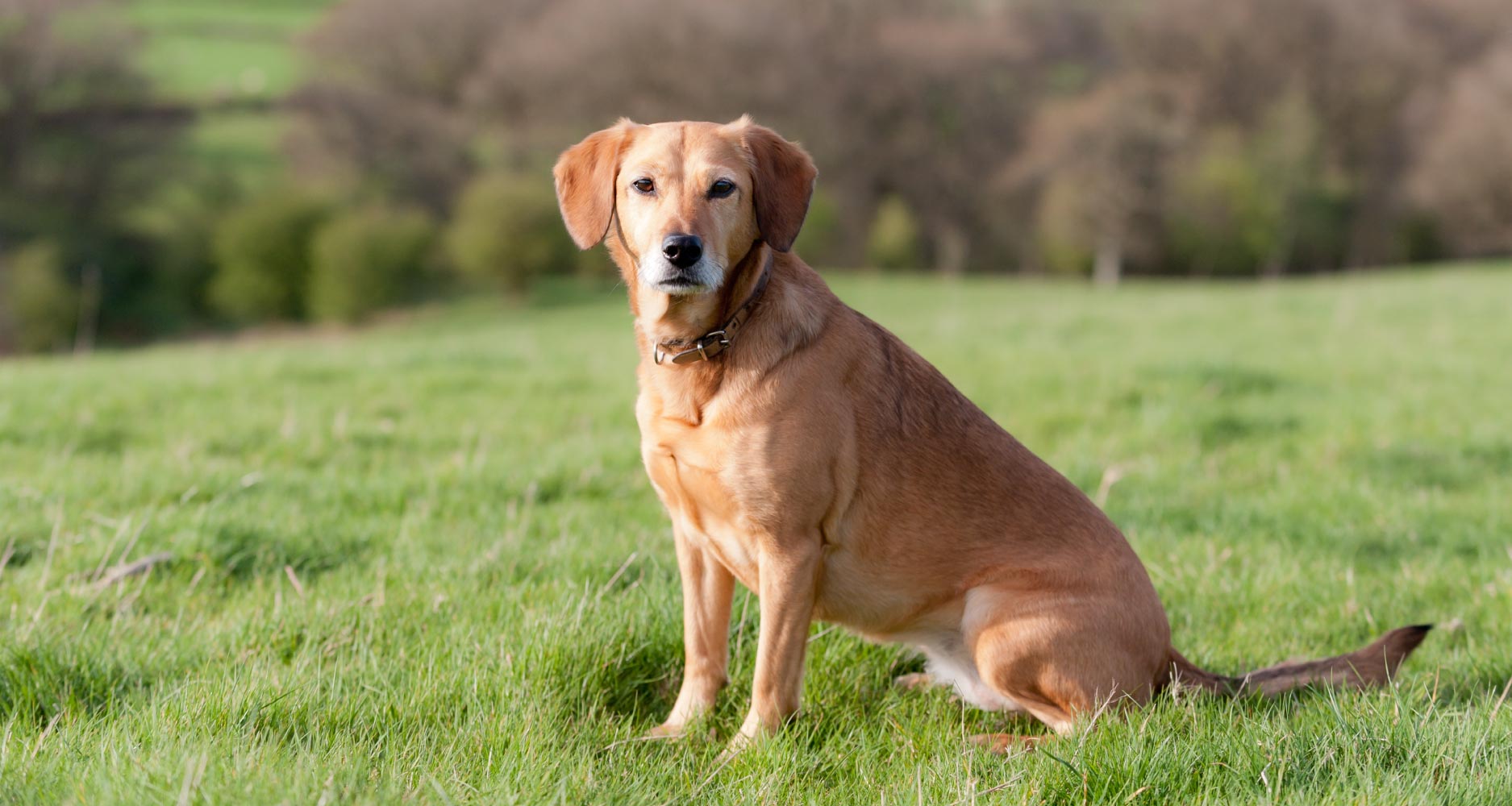 Остеоартрит у собак: признаки и лечение