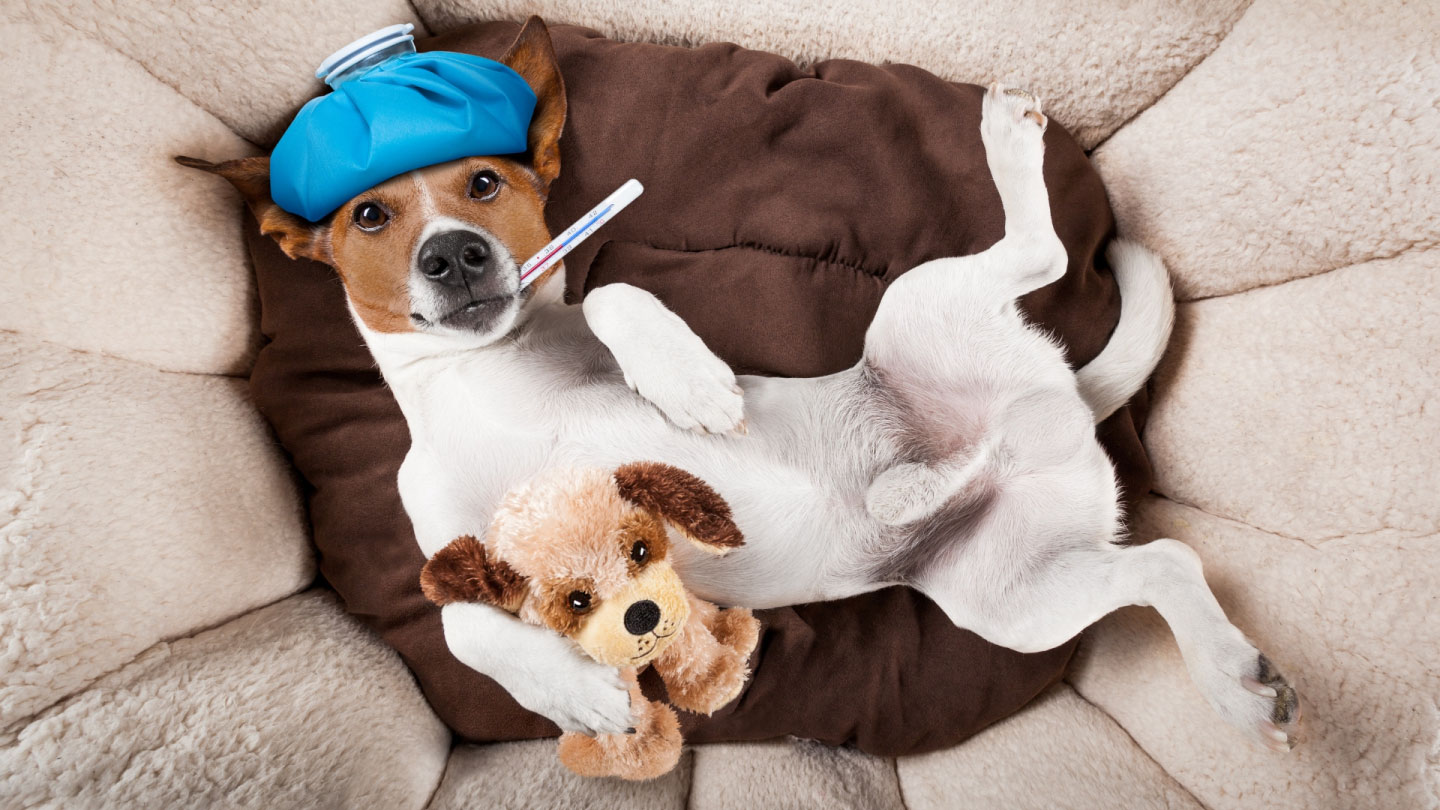 Собачий грипп: вакцинация, лечение и профилактика