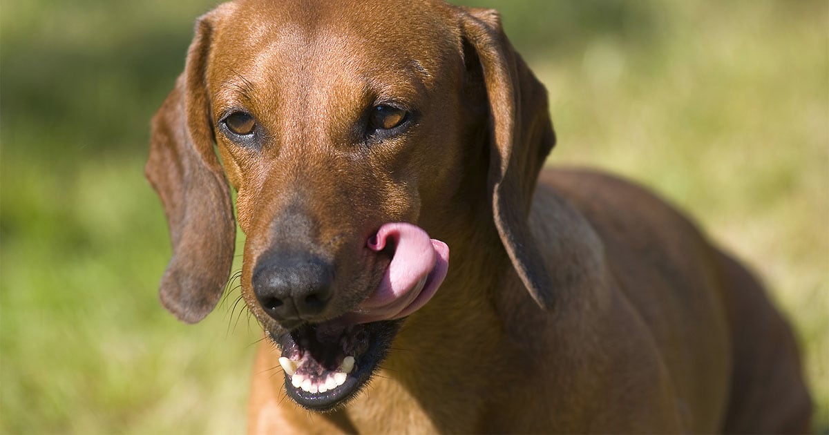 Почему ваша собака ест свои фекалии и как это остановить