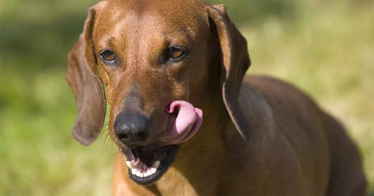 Почему ваша собака ест свои фекалии и как это остановить