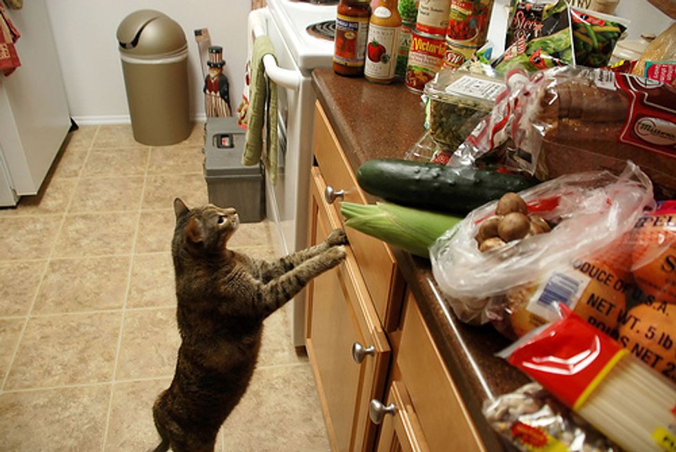 Чем нельзя кормить кошку: топ опасных продуктов, о которых вы не догадывались