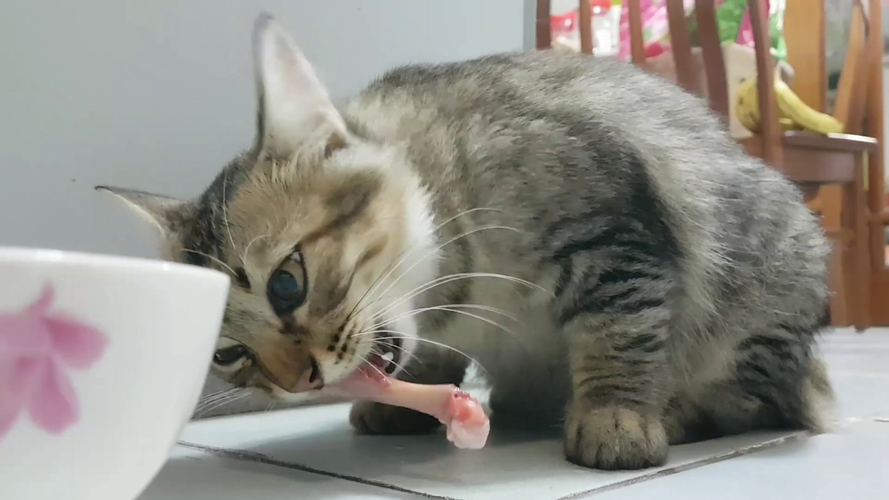 Чем нельзя кормить кошку: топ опасных продуктов, о которых вы не догадывались