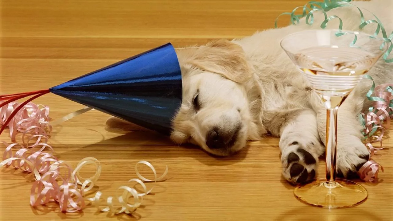 Как подготовить собаку к новогодним праздникам