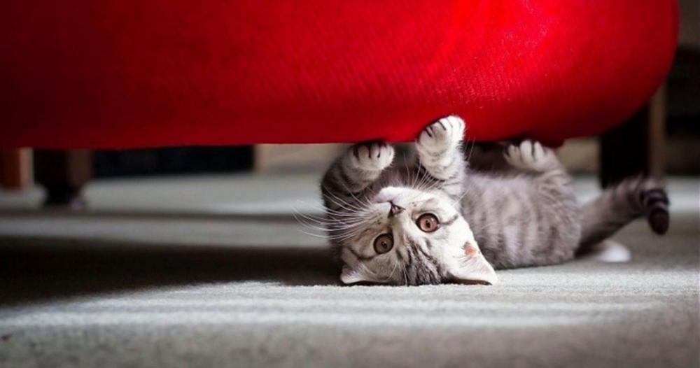Секретный «шифр» кошек: что они хотят вам сказать своим поведением