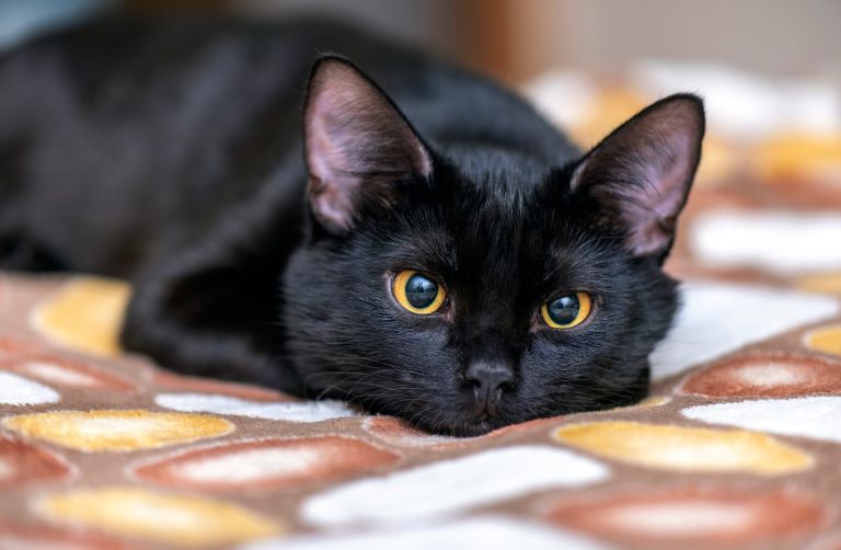 Секретный «шифр» кошек: что они хотят вам сказать своим поведением
