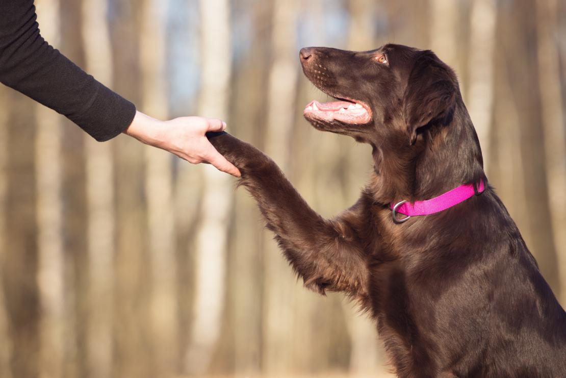 Пять трюков, которым можно обучить любую собаку