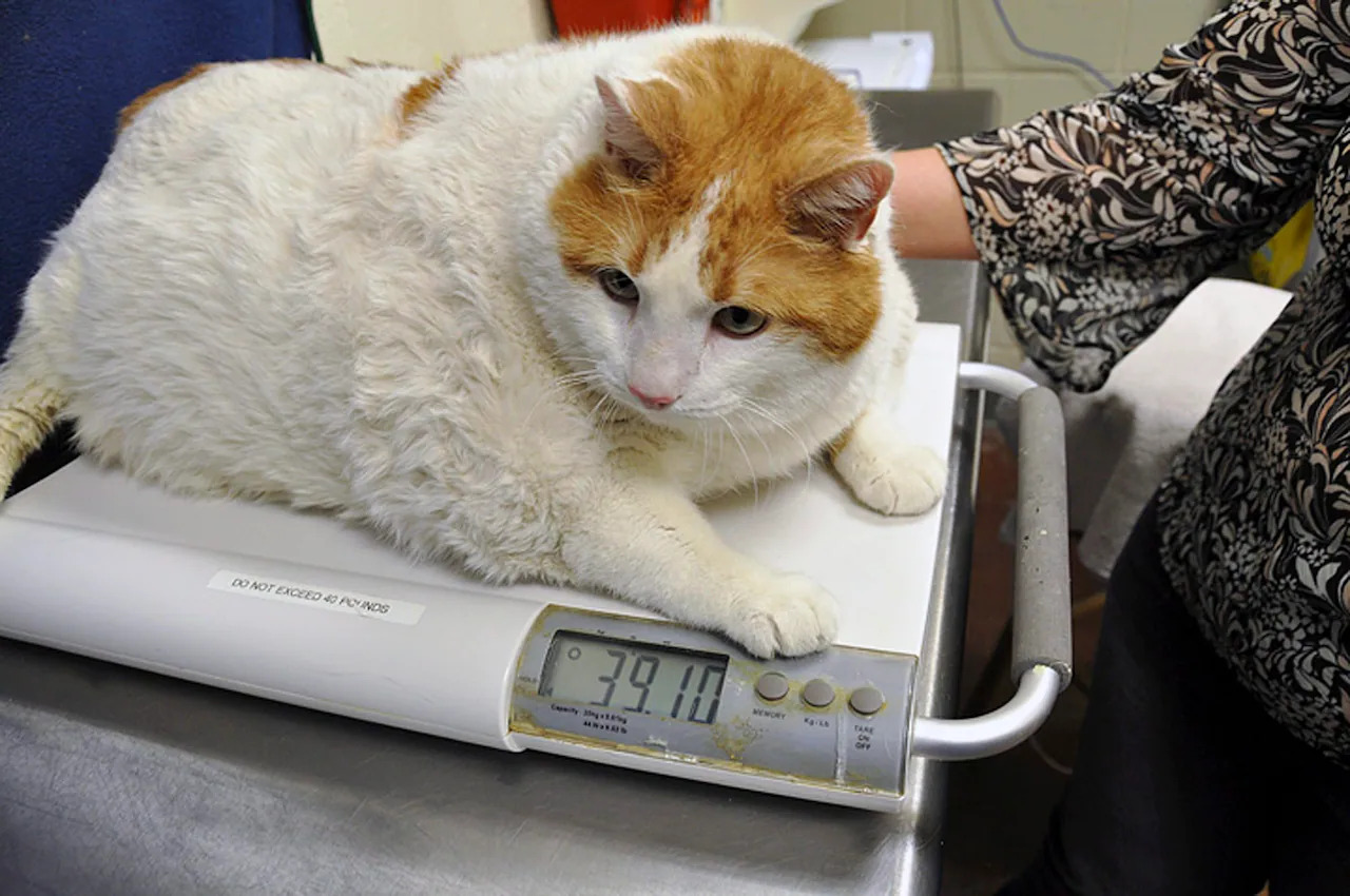 Причины и симптомы ожирения у кошек