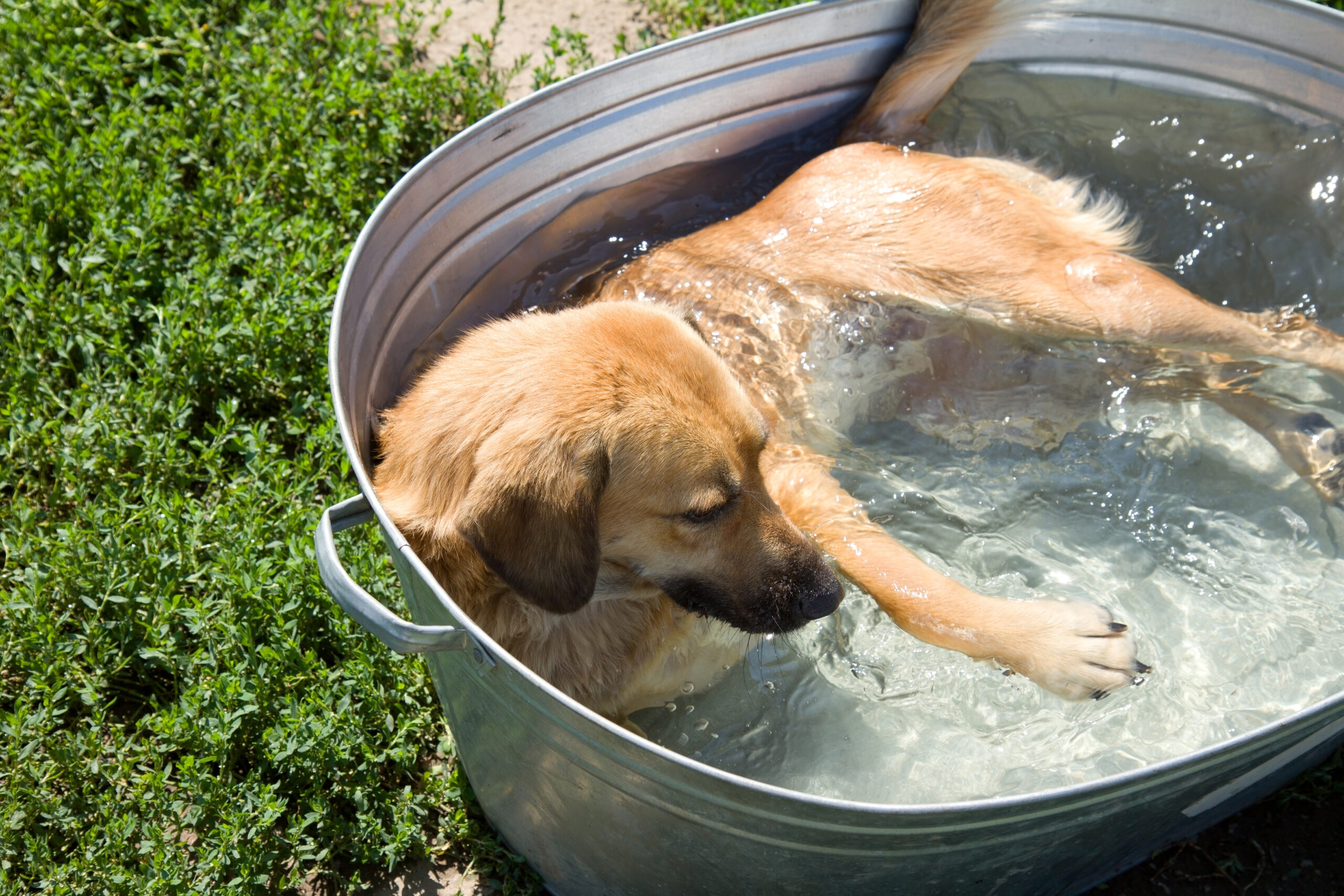 Тепловой удар у собаки: признаки, стадии, правила защиты
